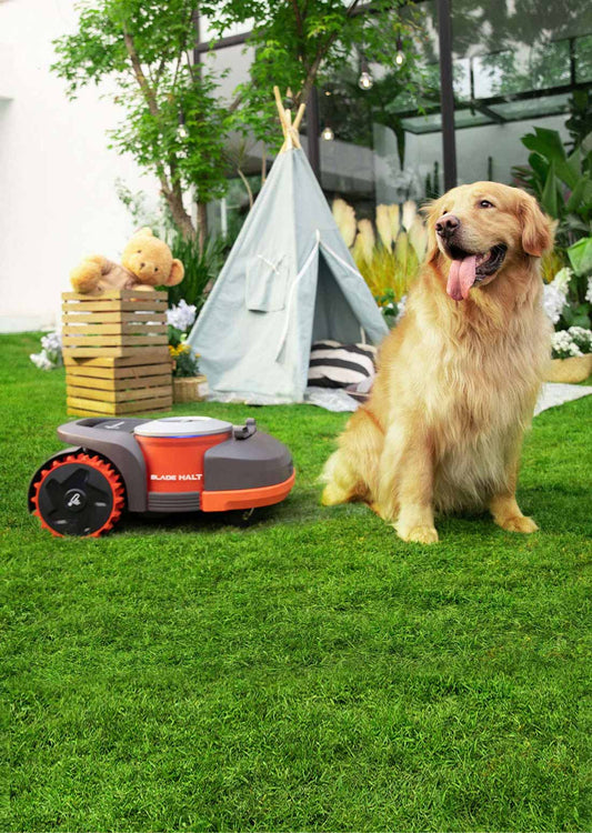 a robot mower and a dog